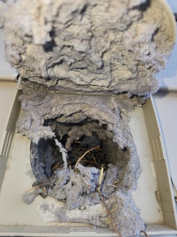 Images Durling Cleaning