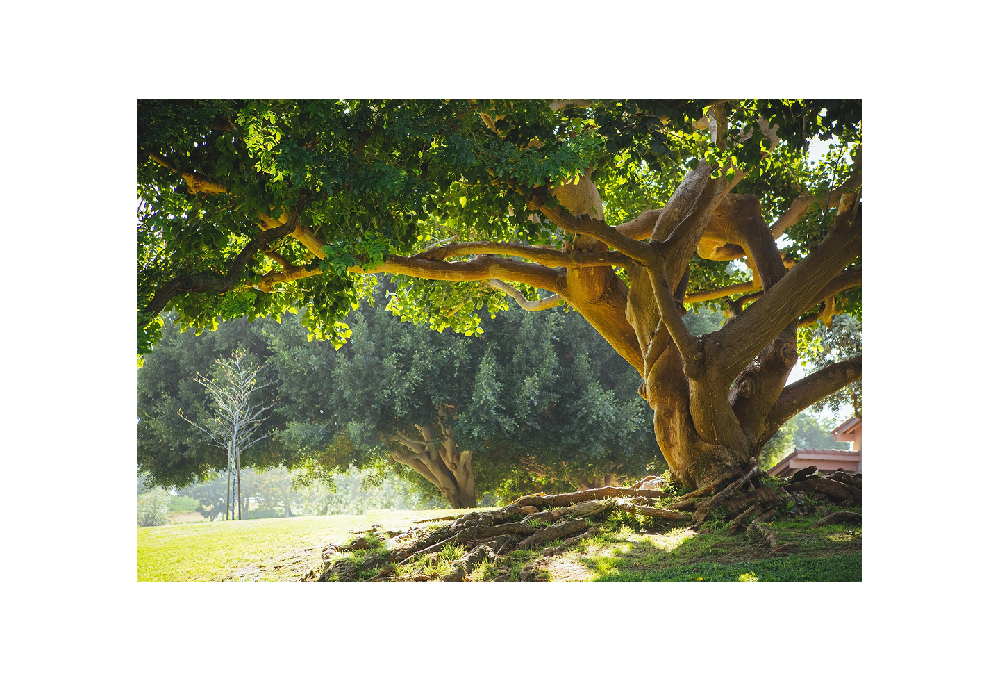 A strong tree with deep roots.