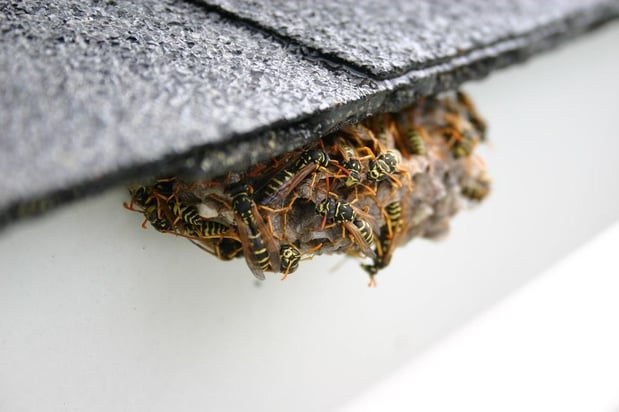 Images Stokes Mosquito and Pest Services