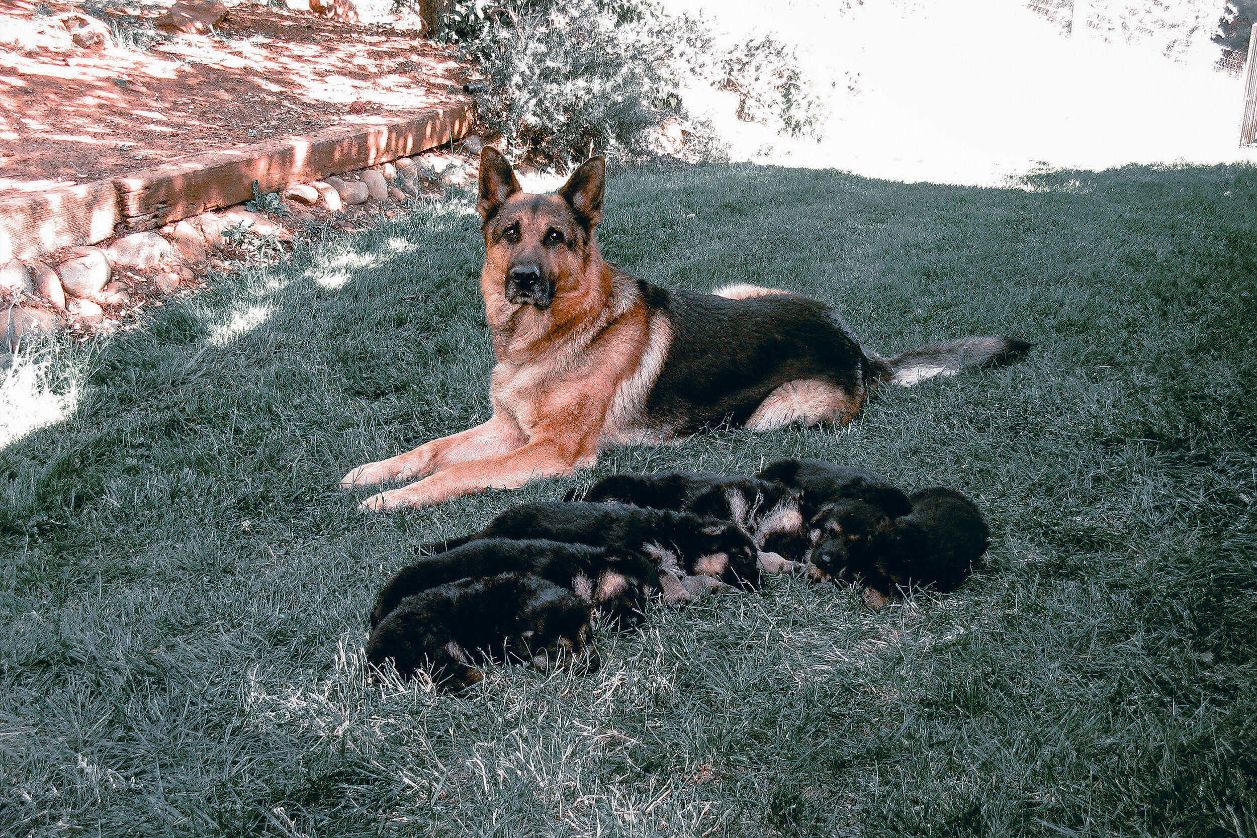 VomWalters German Shepherd Kennels Logo