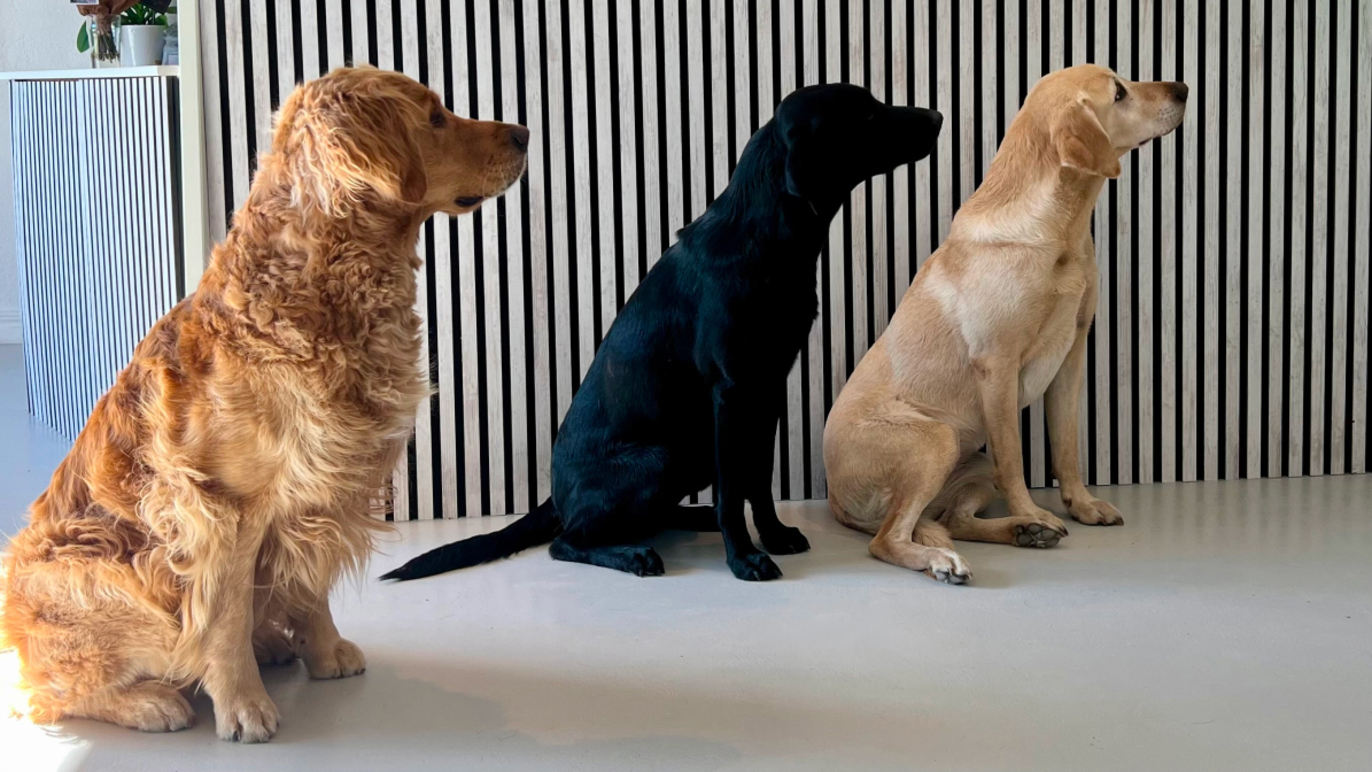 Images Mitt Hjärta Lorensdals Veterinärklinik AB