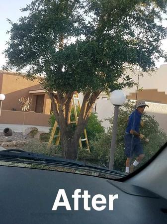 Images Rafless Landscaping and Tree Service