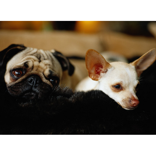Warrick Veterinary Clinic