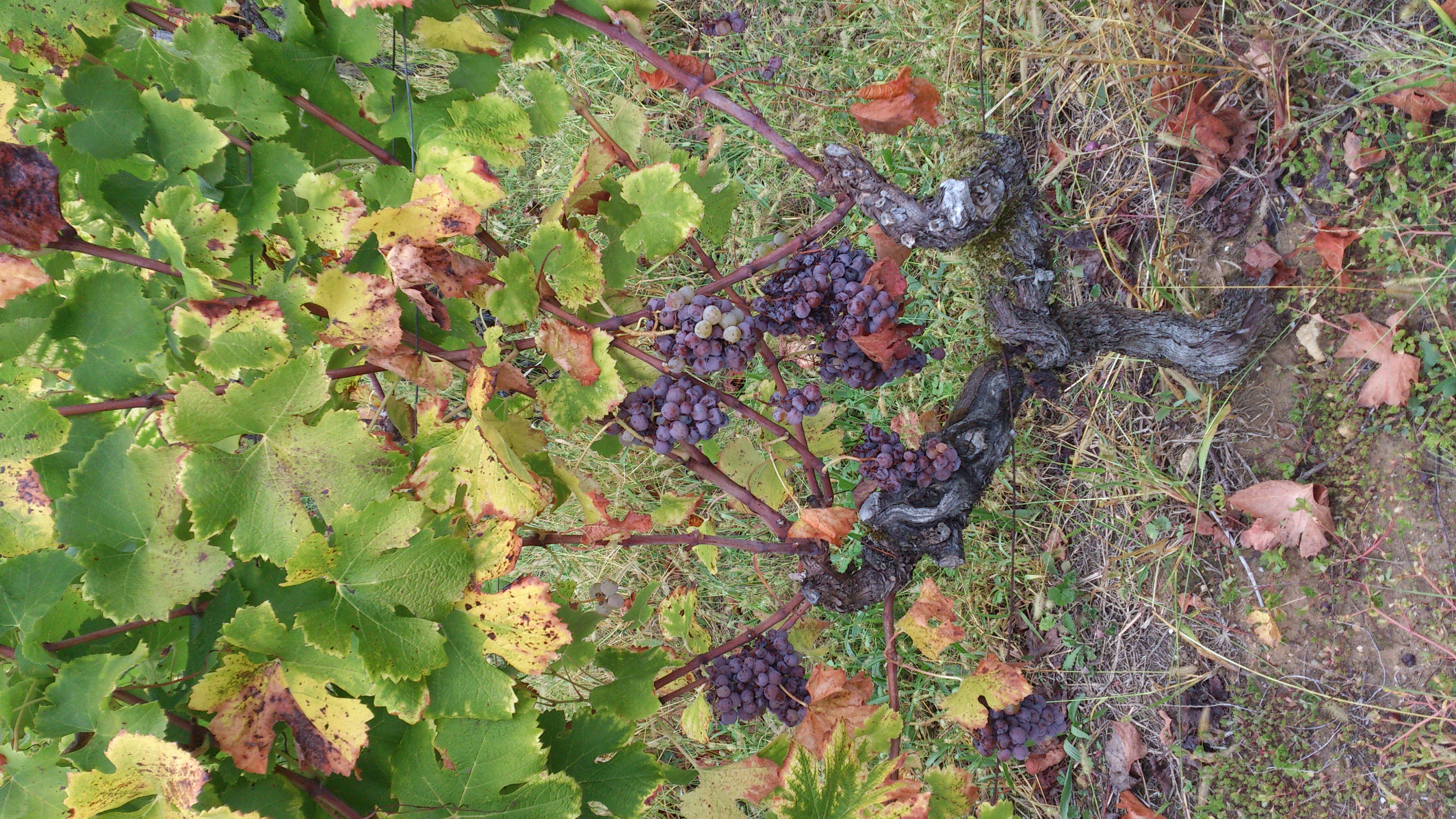 Pied de vigne pourriture noble
prêt à être vendangé
Domaine de la Gauche