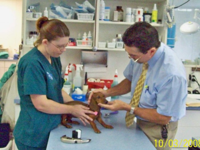 Images VCA Nellis Animal Hospital
