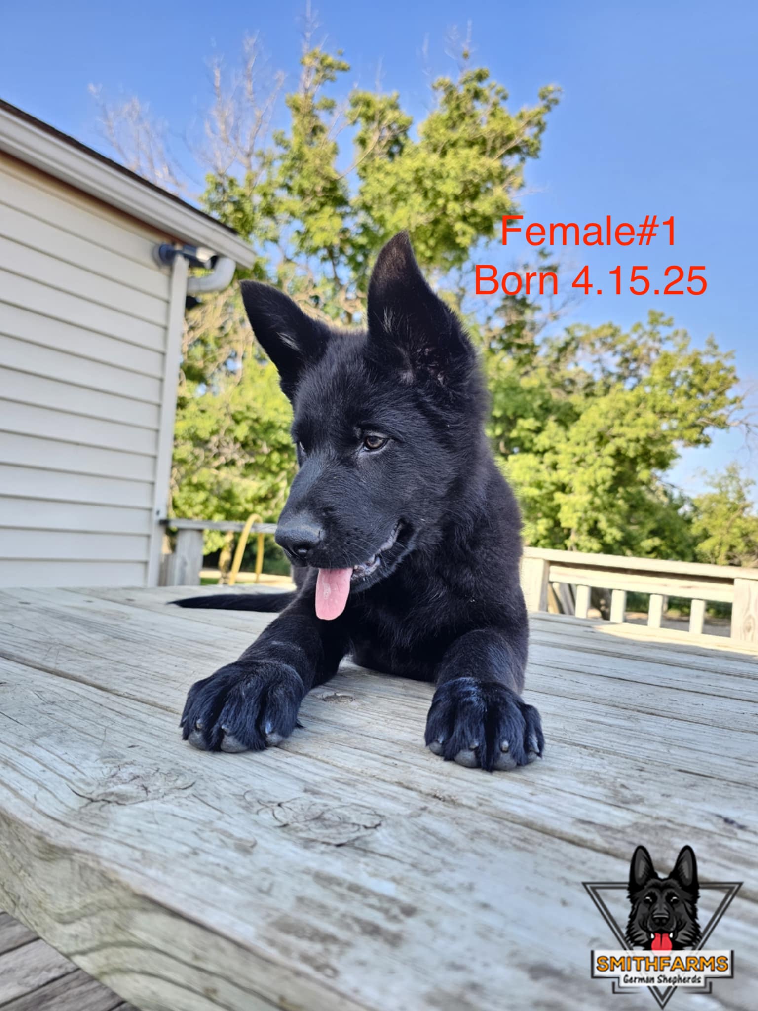 SmithFarms German Shepherds Image
