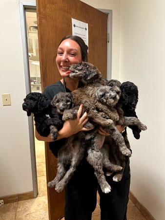 Images CityVet | Bulverde (Formerly River City)