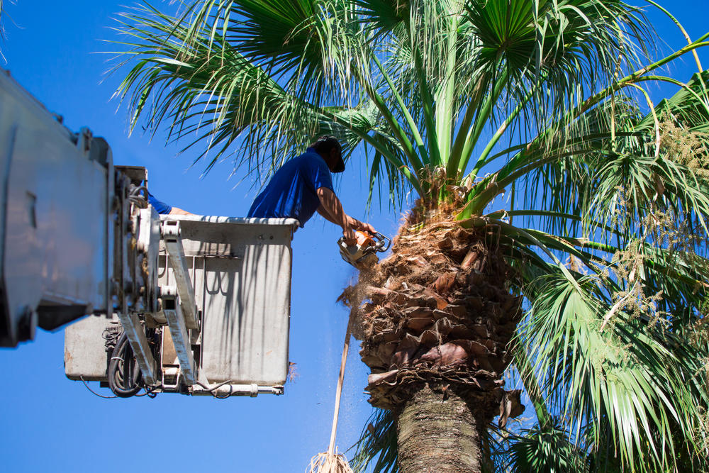 Alex Tree Service - Palm tree trimming