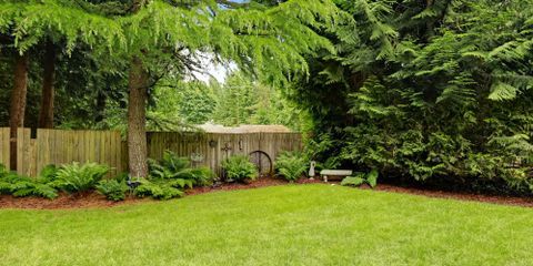 4 Signs You Need Tree Removal From Lawn Care Experts Sharp Lawn Inc. Nicholasville (859)253-6688