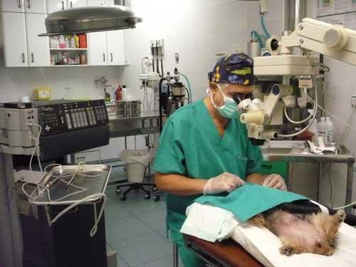 Images Centro Clínico Veterinario Zaragoza