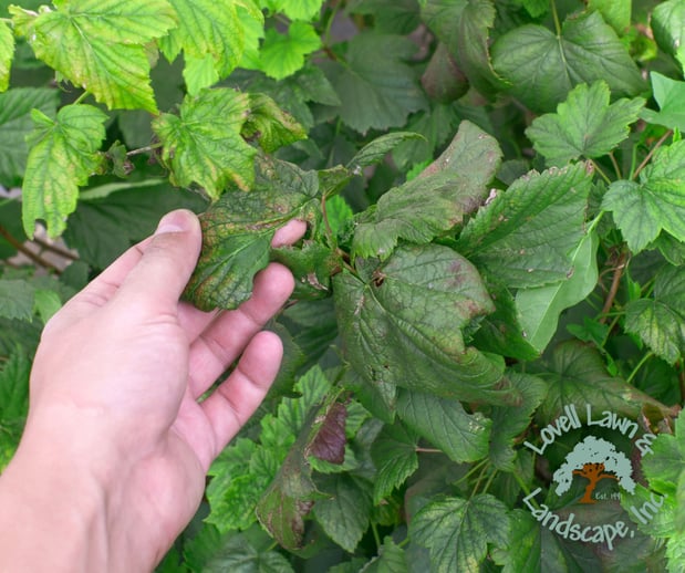 Images Lovell Lawn & Landscape Inc.