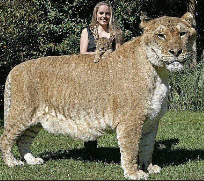 Charity Projekt Foundation by Brandon J Presley, Untergasse 68 in Trebur