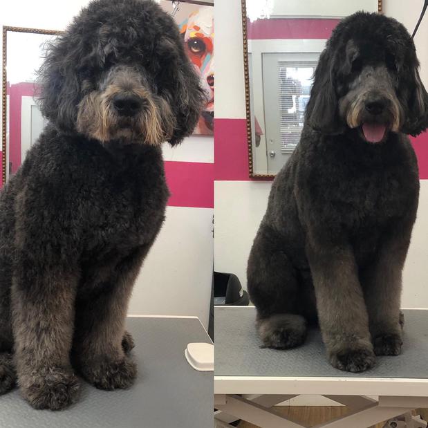 Images Woof Gang Bakery & Grooming Sarasota