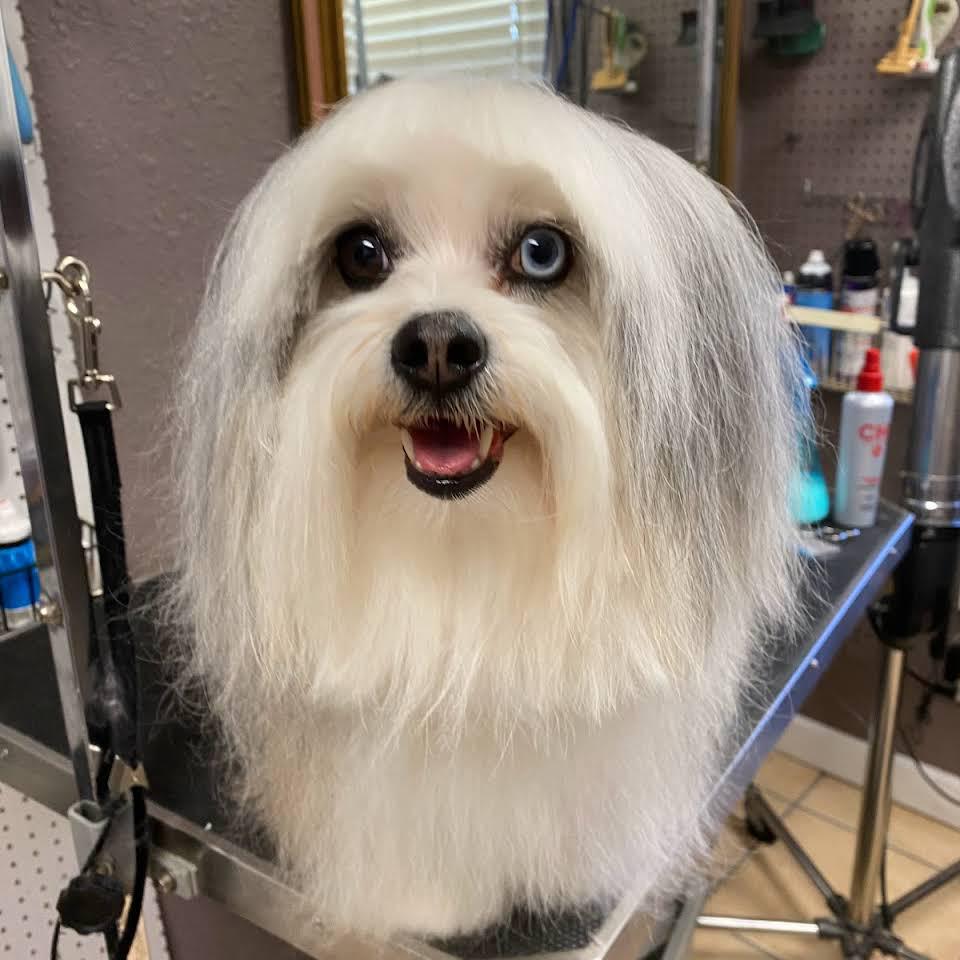 THE DOG HOUSE Grooming Salon