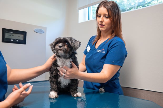 Images VCA Veterinary Hospital of Leon Springs