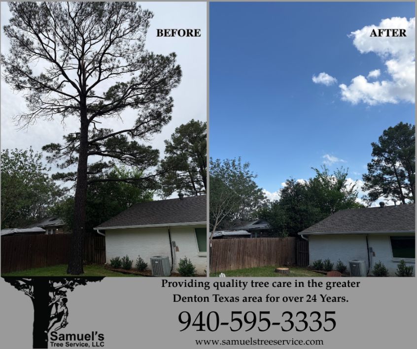Before And After Tree Trimming