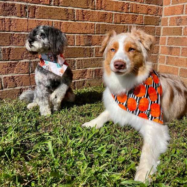 Images Feeders Pet Supply Pet Wash & Grooming