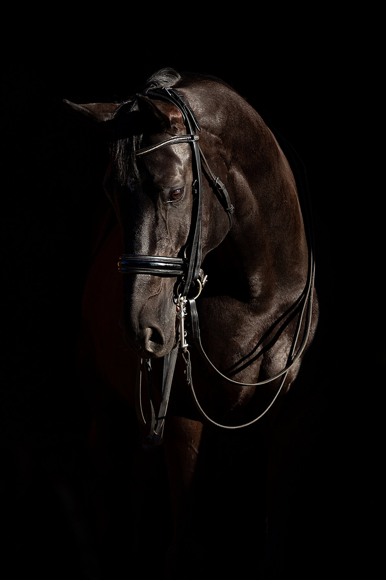 Bilder Pferdefotografie Ingrid Feuerecker