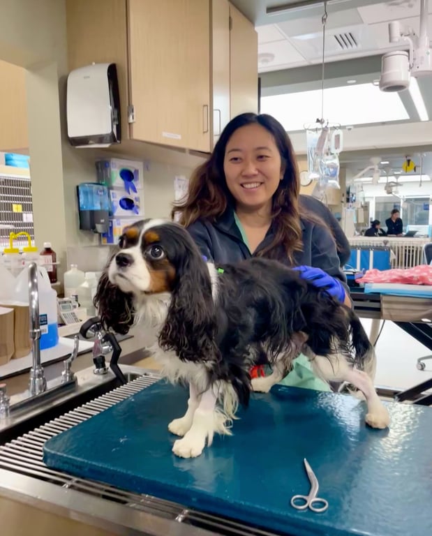 Images VCA West Los Angeles Animal Hospital