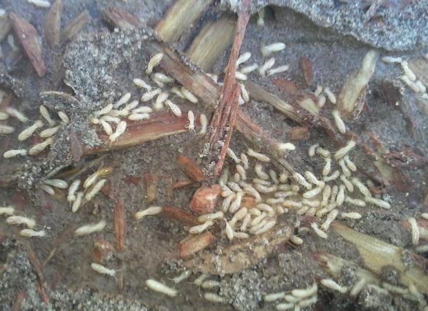 Images Pest Control of Naples
