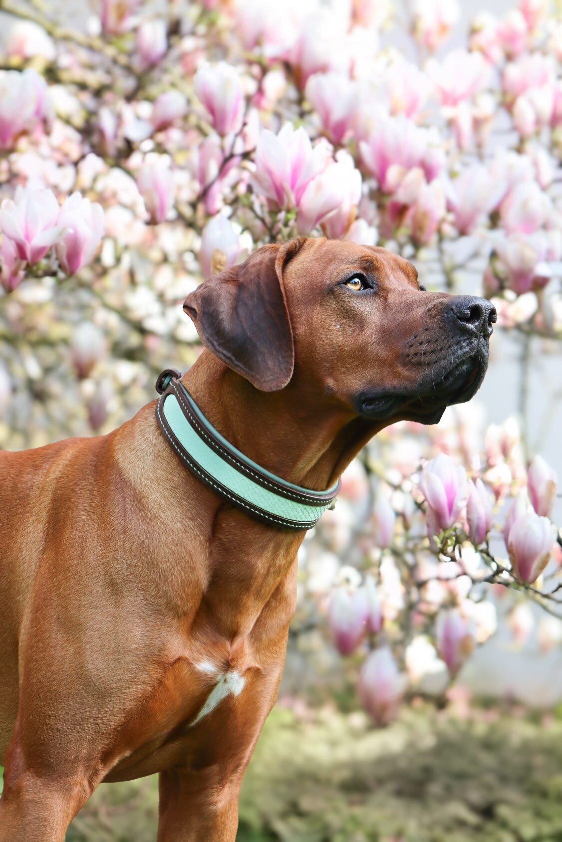 Dog Couture by Lisa in Eppstein