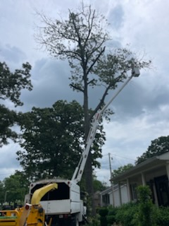 Images Rikin Tree Services