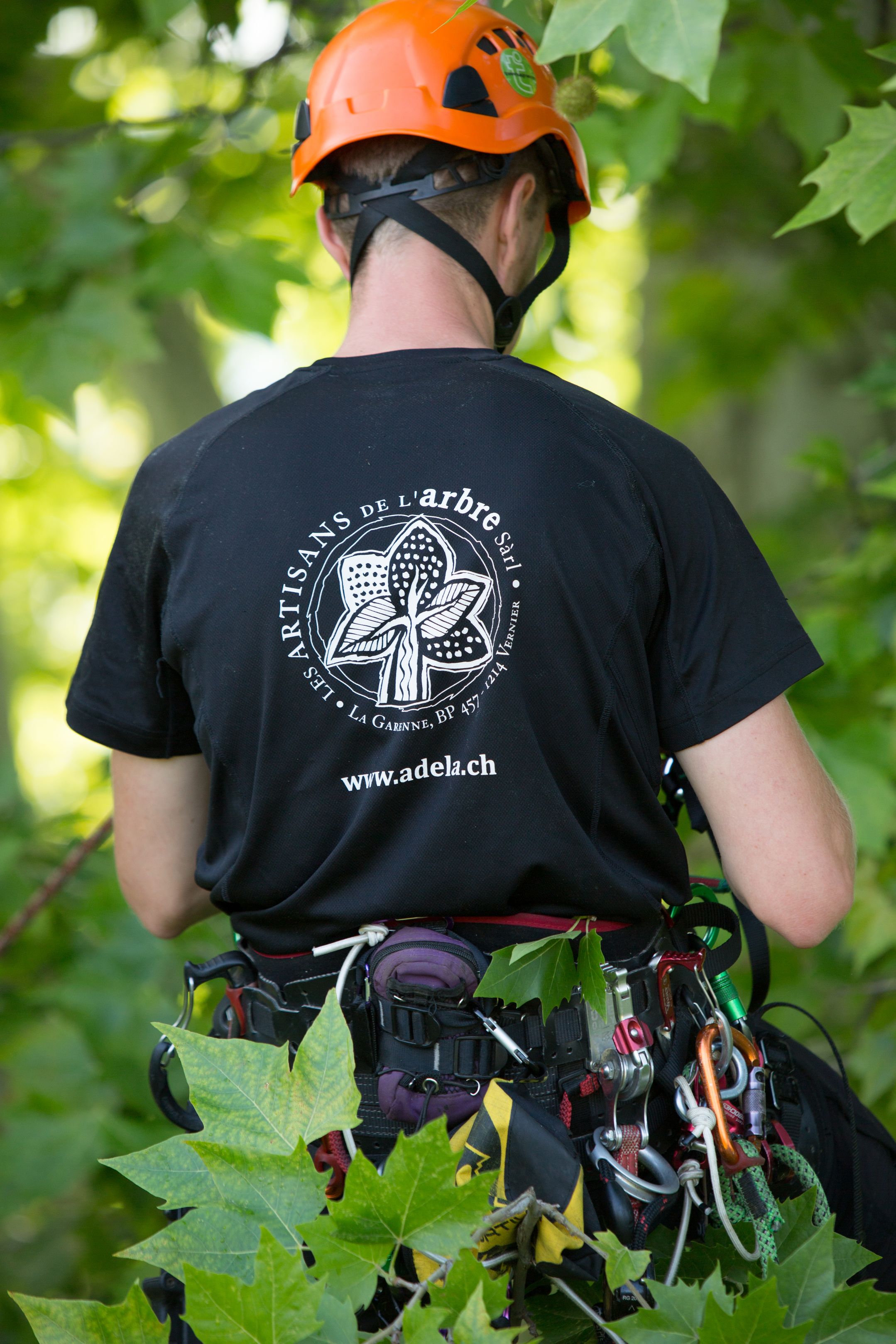 Bilder Les Artisans de L'Arbre Sarl