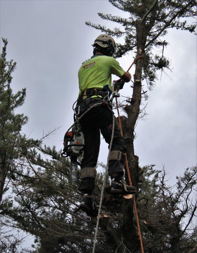 Images Redback Tree Services Greensborough