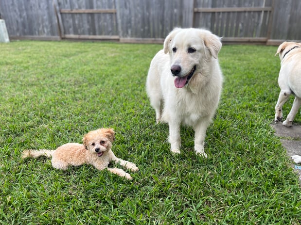 Images Pint Sized Pet Care