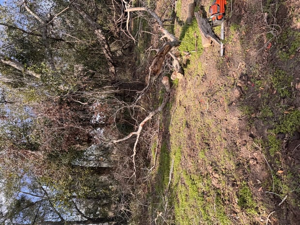 Images Trent's Tree Service The Neighborhood Arborist LLC