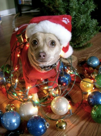 Images Atlantic Highlands Animal Hospital