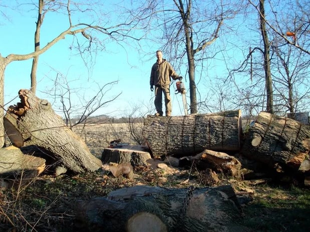 Images Hungry Beaver Tree Service