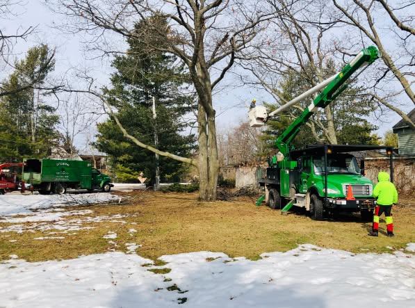 Deering Tree Service Image