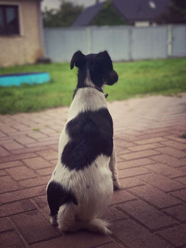 Bild 3 Tierarztpraxis Vet Vitality in Panketal