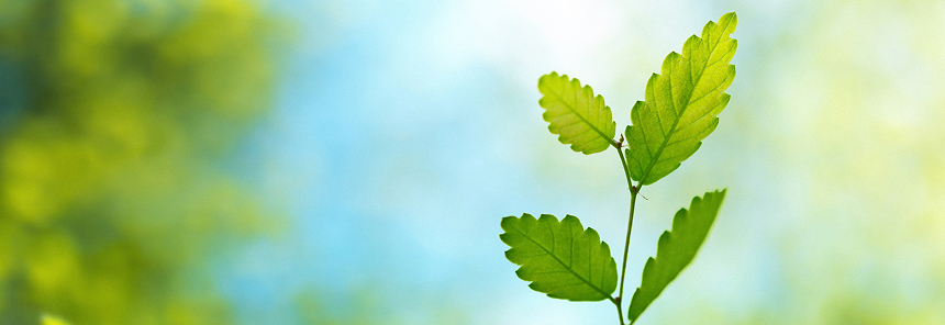 Close-up of a sapling growing in a forest.