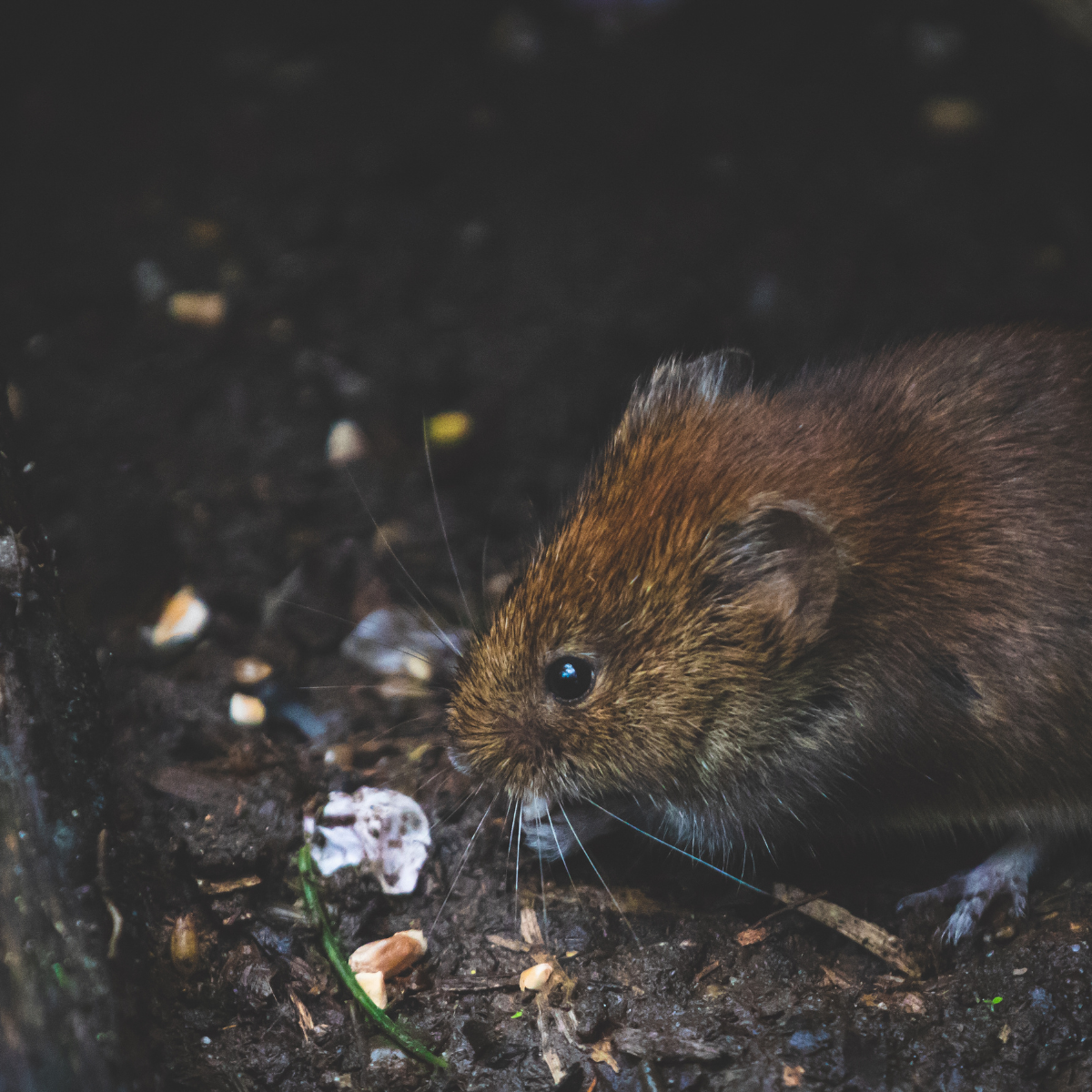 Say goodbye to rodents with LA Rodent Exterminator & Proofing in Carson, CA.