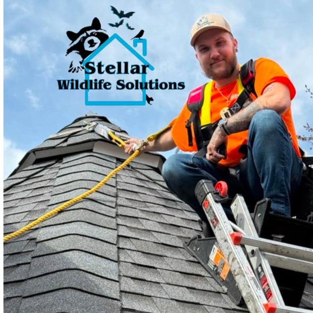 Images Stellar Wildlife Solutions