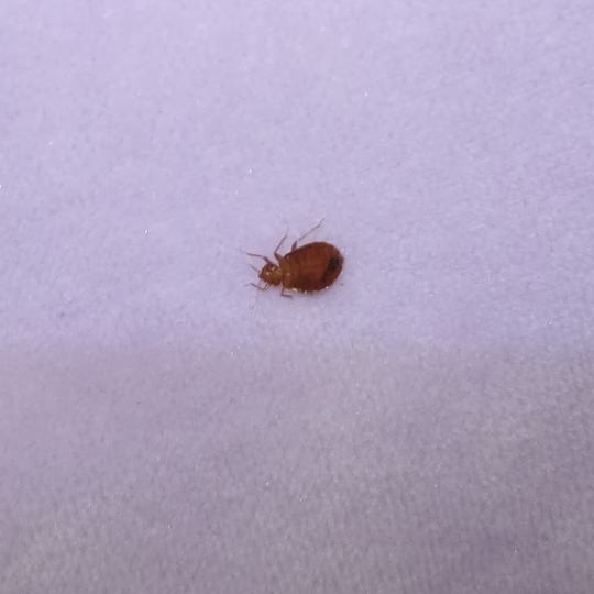 Images Aim Pest Solutions
