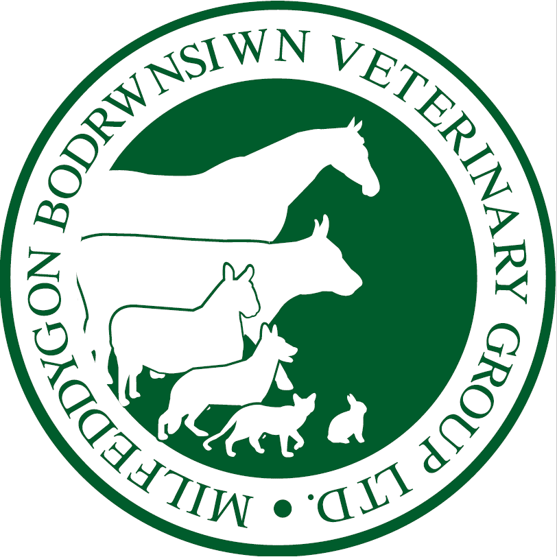 Bodrwnsiwn Veterinary Practice, Bangor Equine Logo