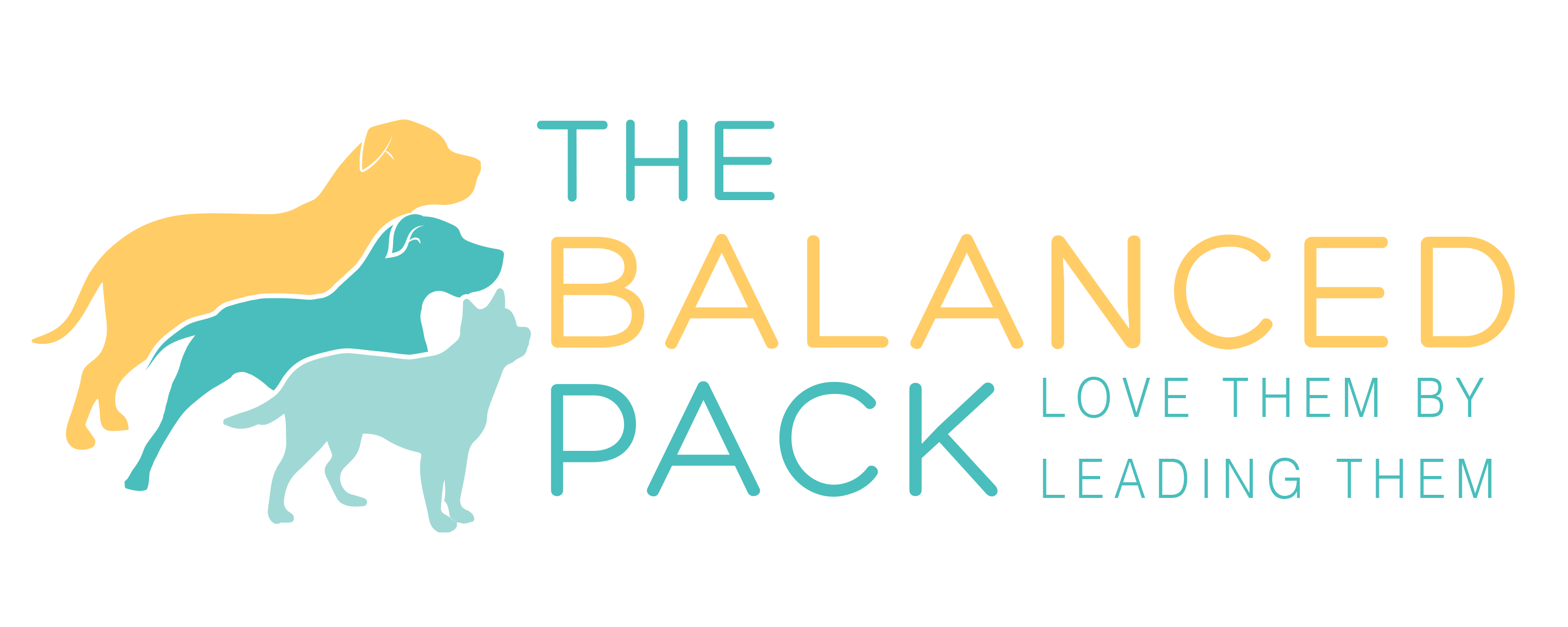 Q & A With Alyse Of The Balanced Pack Dog Training Pet Central Station