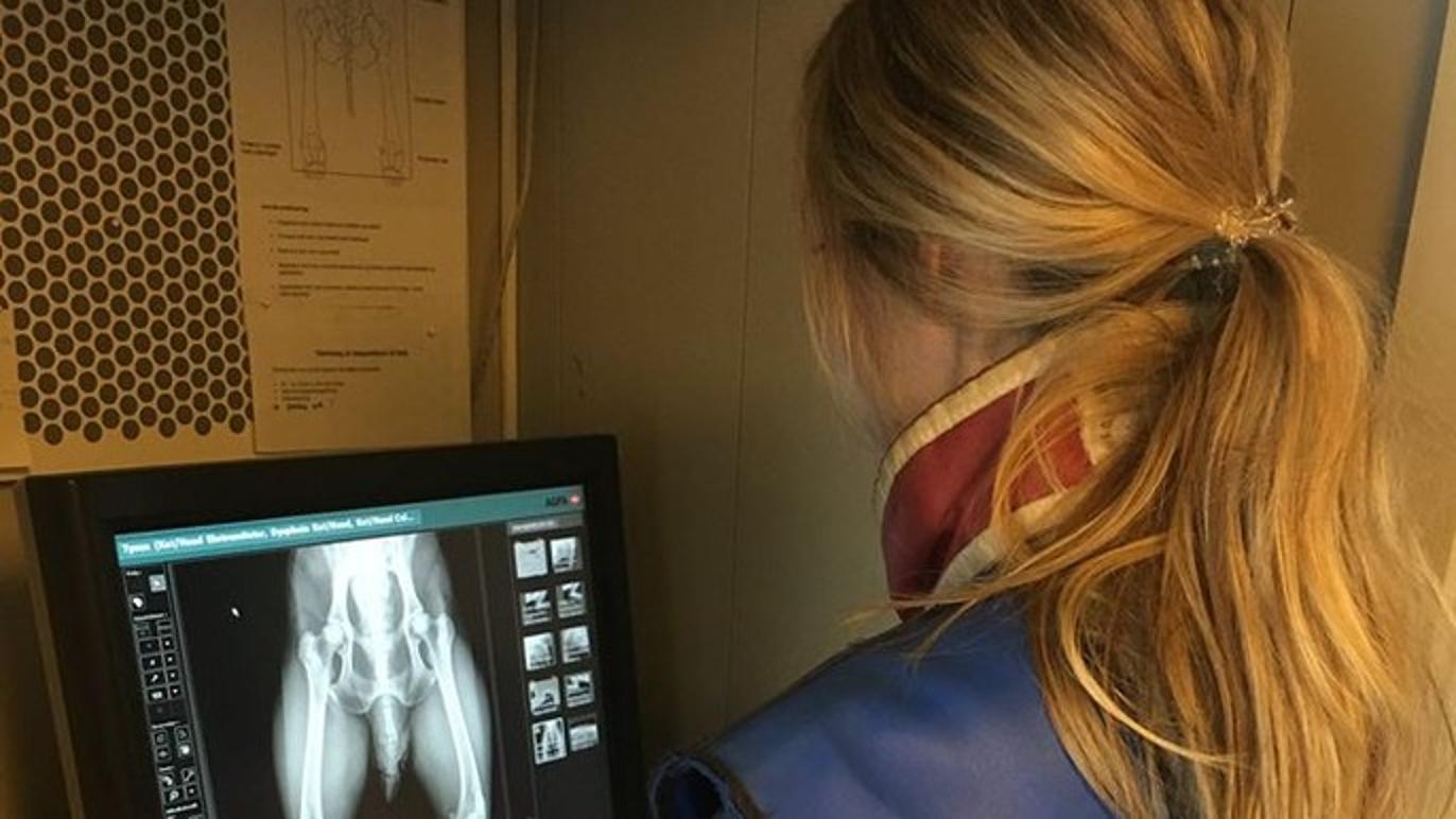 Images Aabybro Dyrehospital ApS