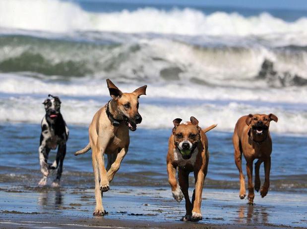 Images Pawfection Pet Care