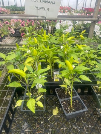 Images Puritas Nursery & Garden Center