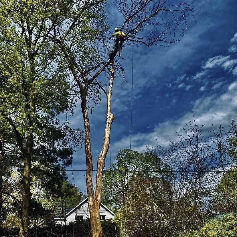 Images Gee's Trees Inc.