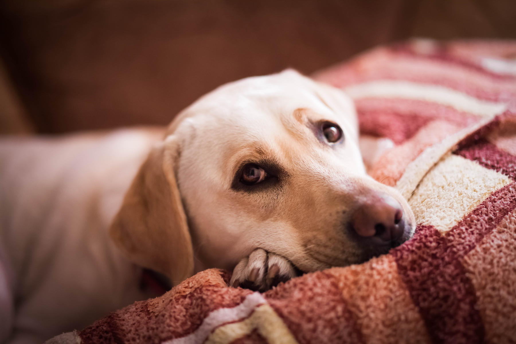 Can Dogs Get the Winter Blues?