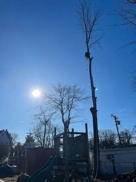 Knock On Wood Tree Service LLC Image