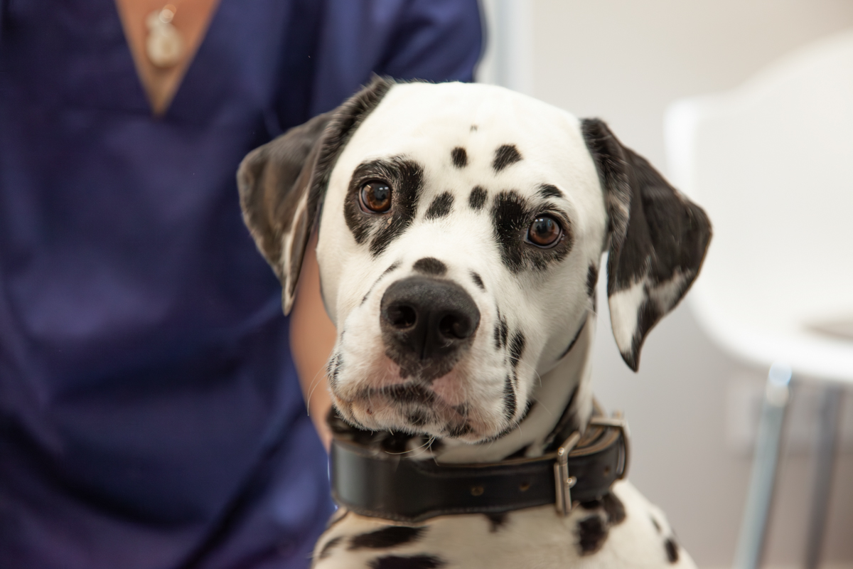 Bild 3 Tierarzt Nieder Schloß Holte-Stukenbrock, Tierärztliches Zentrum am Holter Wald, Kleintierpraxis Dr. Nieder in Schloß Holte-Stukenbrock