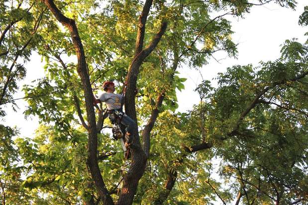 Images Green America Tree & Landscaping LLC