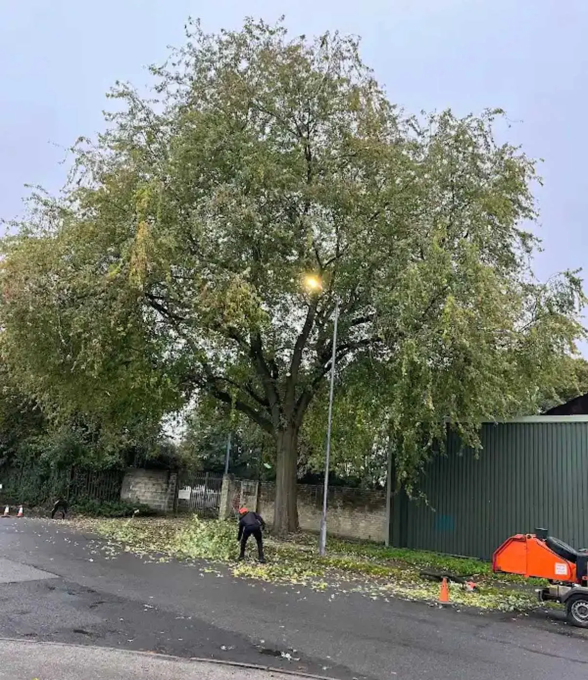 Images Tree Doctors & Landscaping