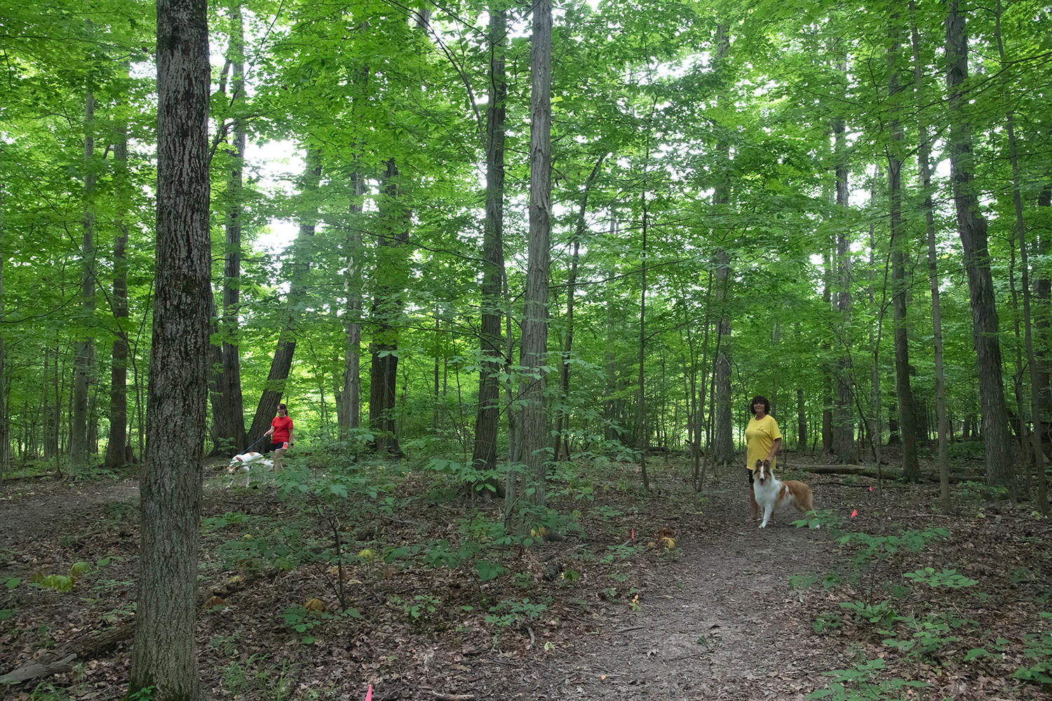 Dog Gone Crazy Kennels Photo